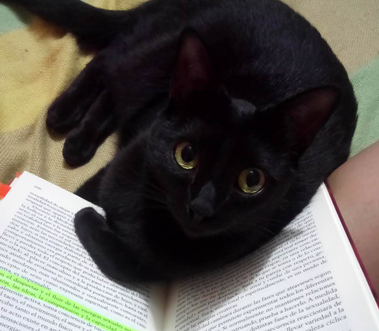 El gato negro de Karla